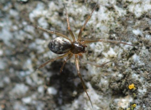 Réf. 334 586 : Tenuiphantes sp.